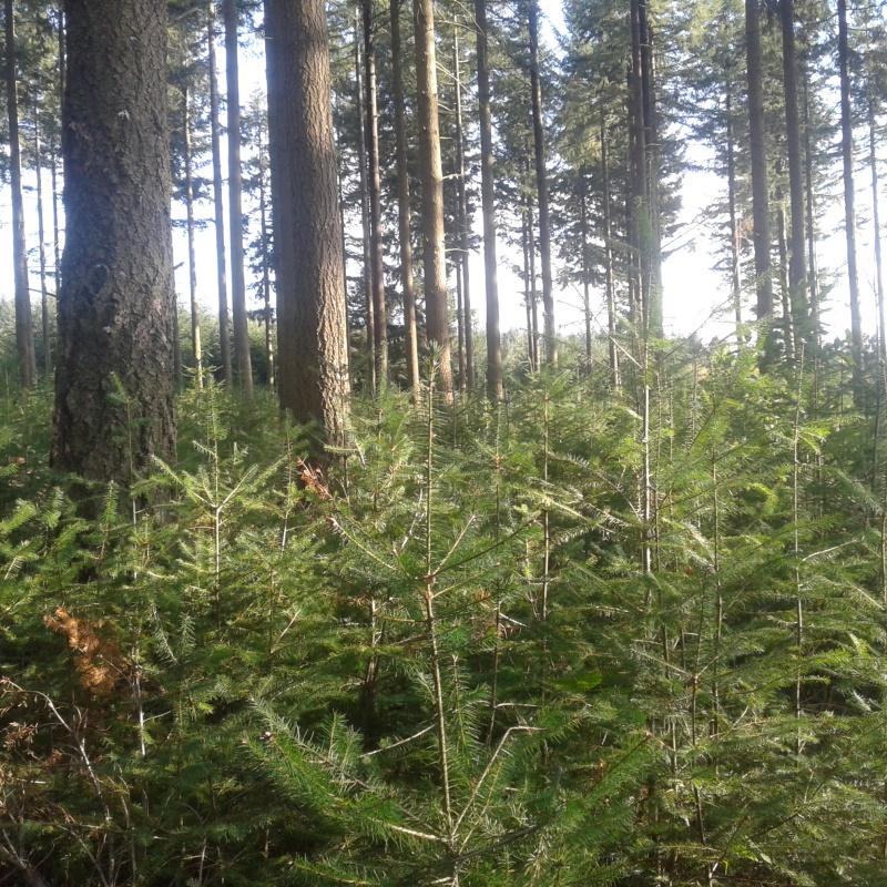 Régénération sous une futaie de gros douglas