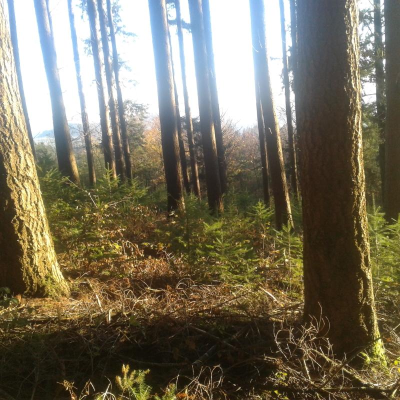 Futaie de douglas en cours d'irrégularisation