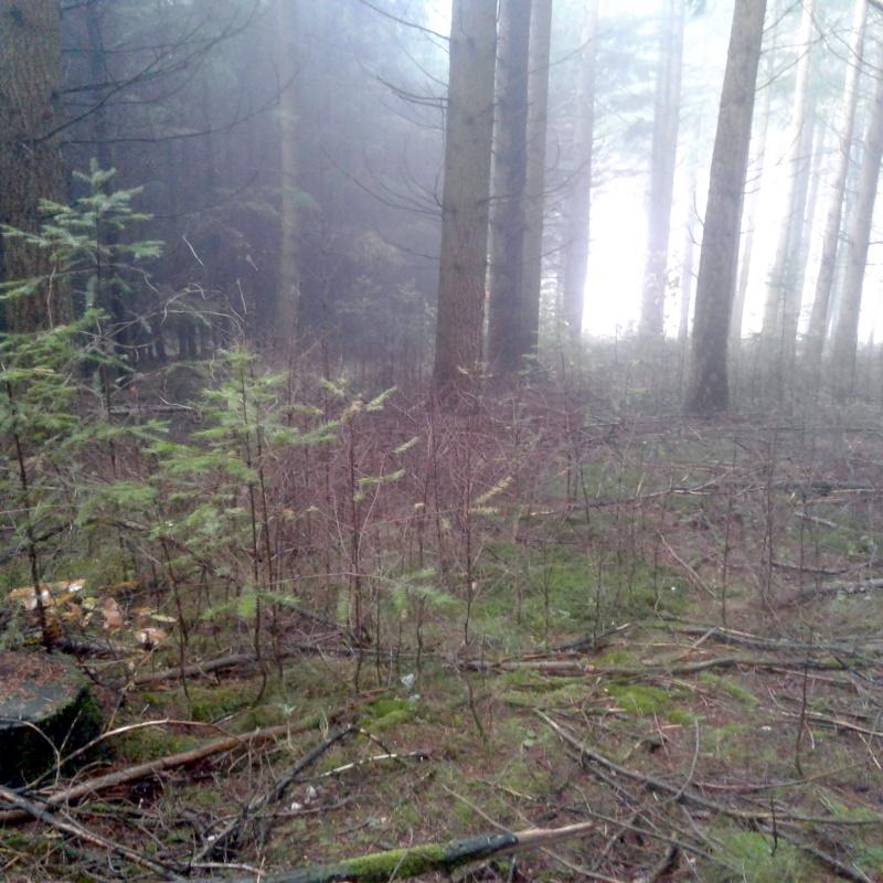 Futaie irrégulière de douglas