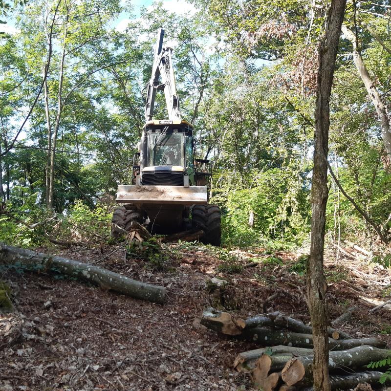 Débardage de bois de chauffage en éclaircie de taillis