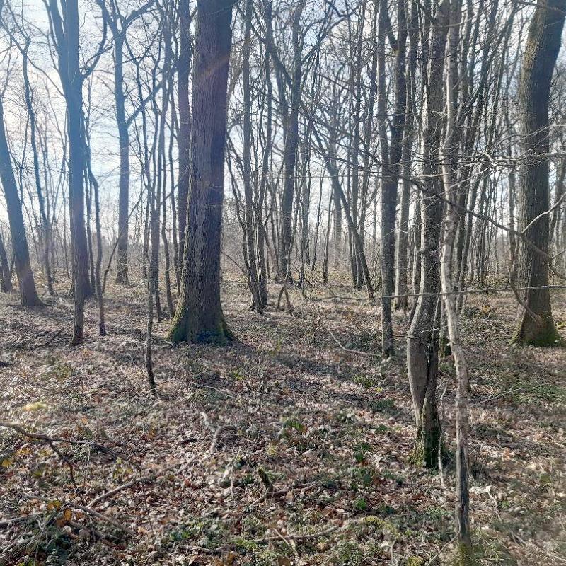 Forêt feuillue d'agrément