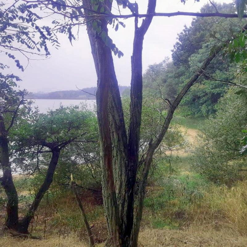 Forêt en bord de lac