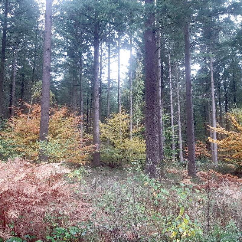 Forêt résineuse automnale