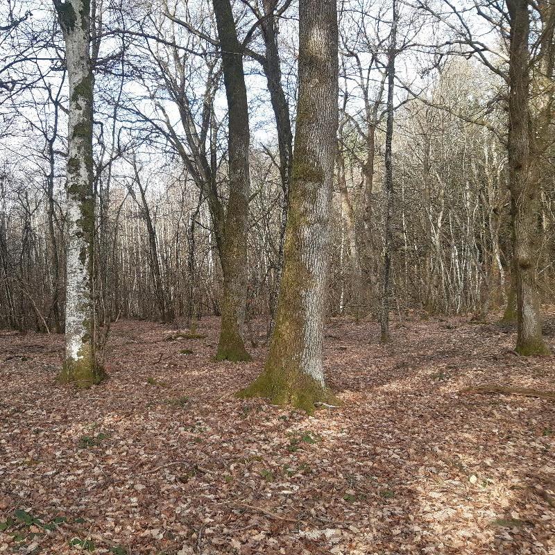 Projet yourte en forêt