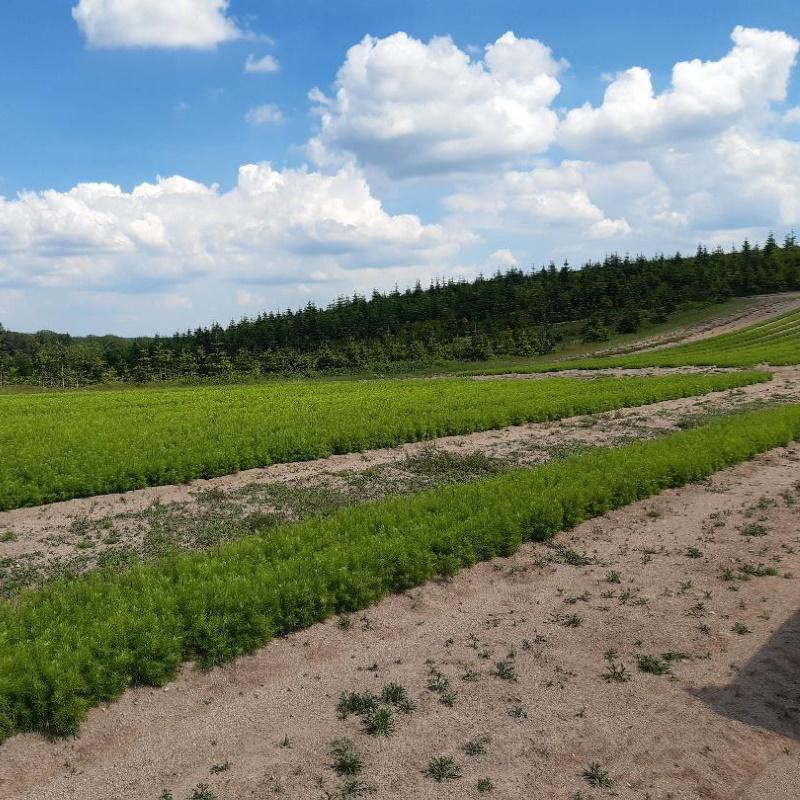 Planches de semis de douglas