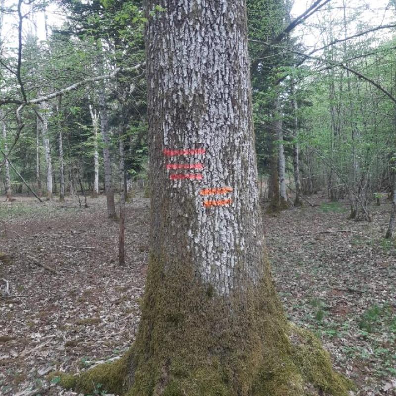 Chêne sur plateaux calcaires