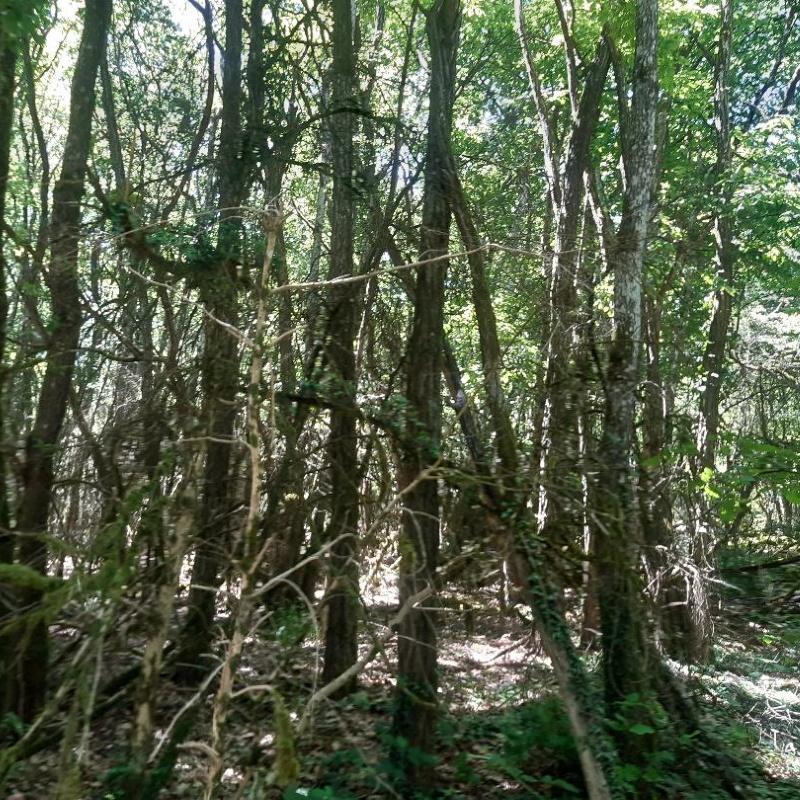 Mélange de feuillus sur plateaux calcaires