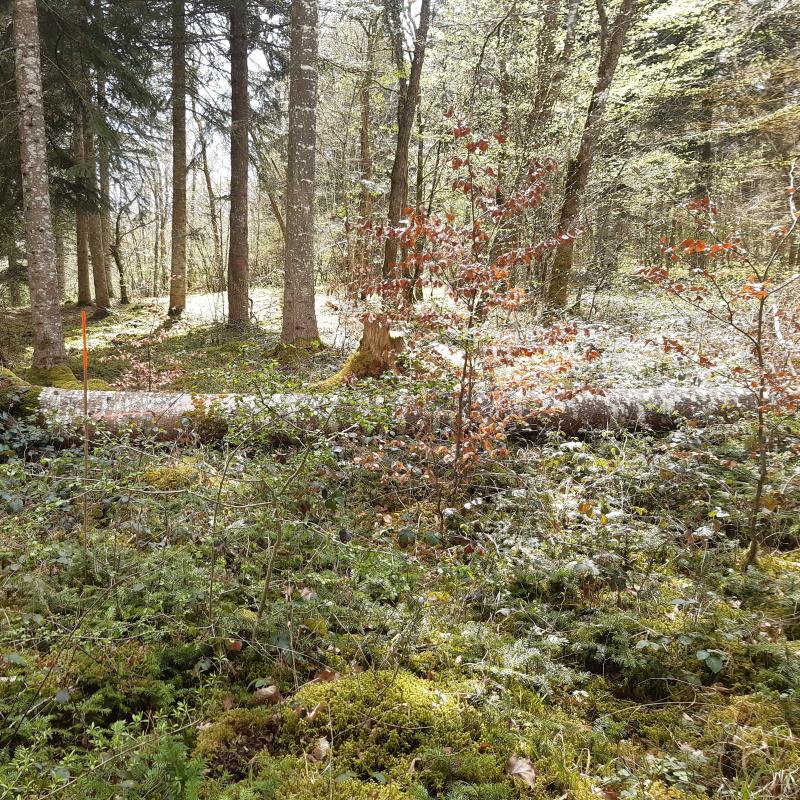 CBPS - Code de Bonnes Pratiques Sylvicoles - Relevés terrain