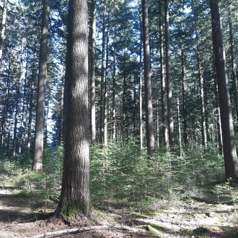 Forêt de douglas labellisée FSC