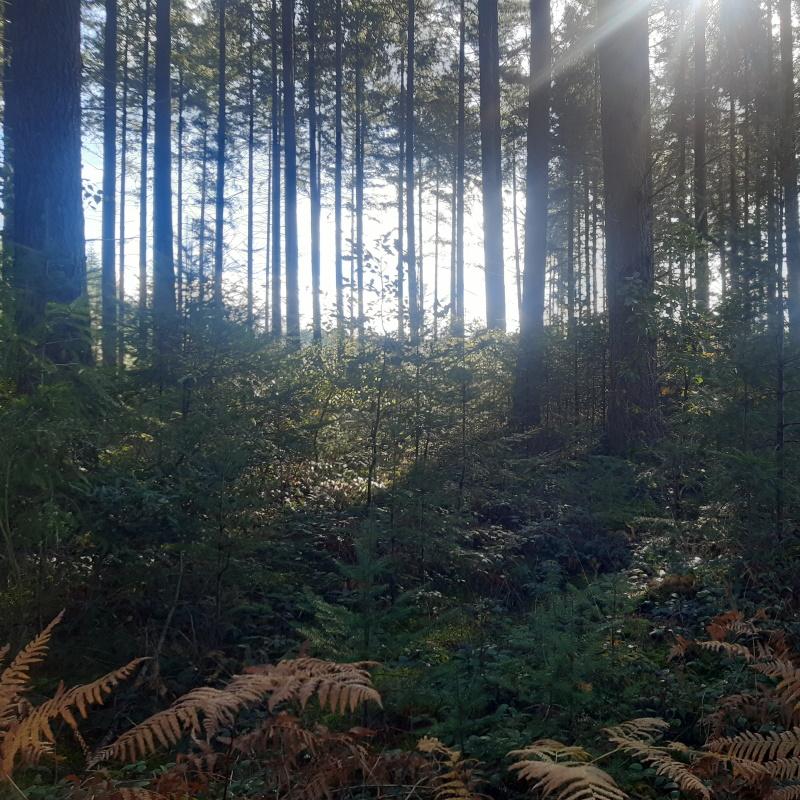 Peuplement de douglas de 47 ans