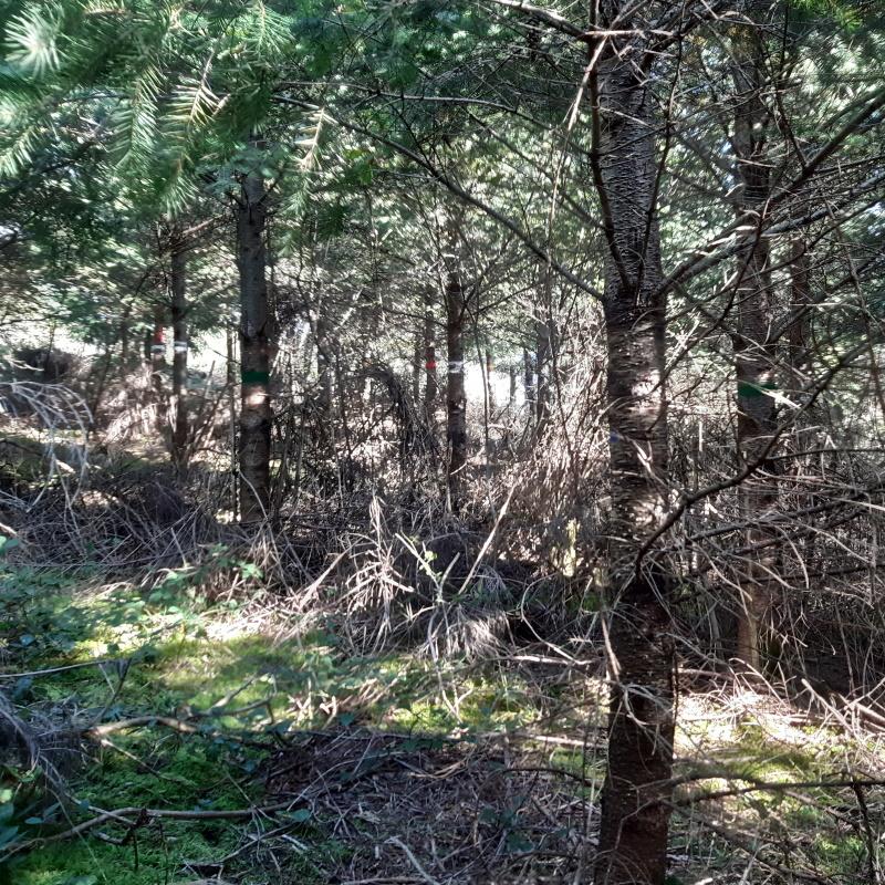 Plantation de 2009 - 8 variétés de douglas