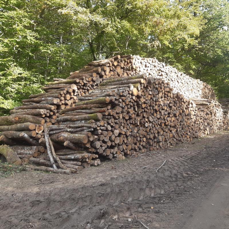 Bois de chauffage en forêt