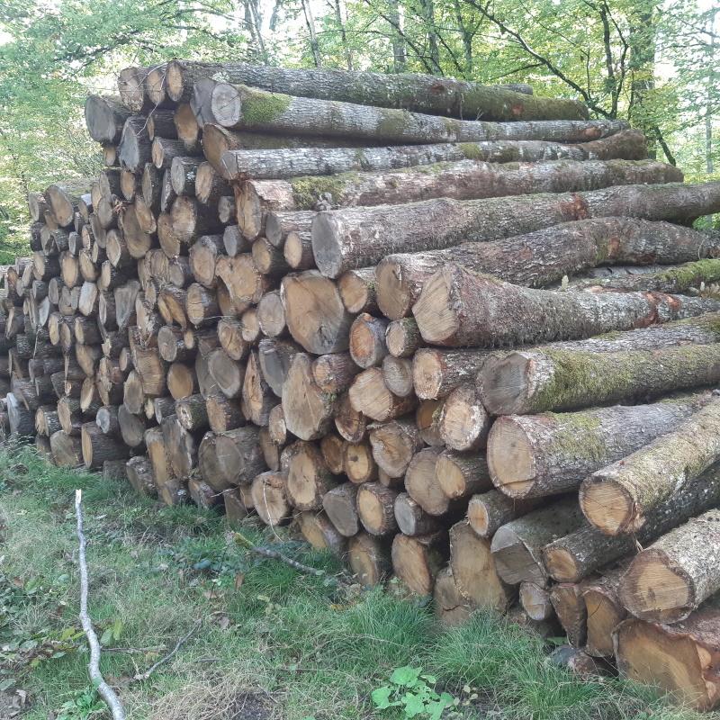 Bois de chauffage 4m en forêt