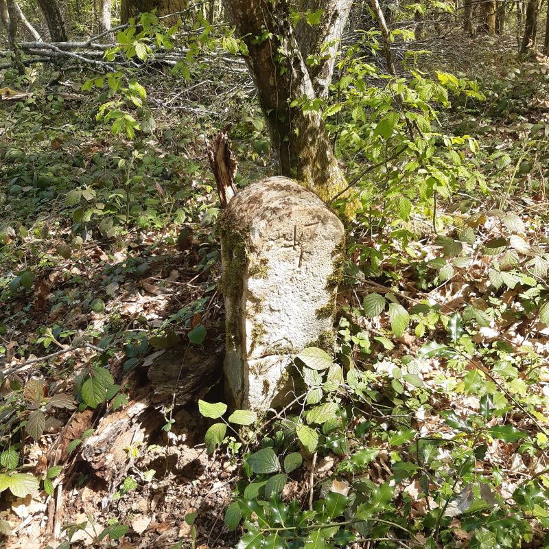 Borne de limite en forêt