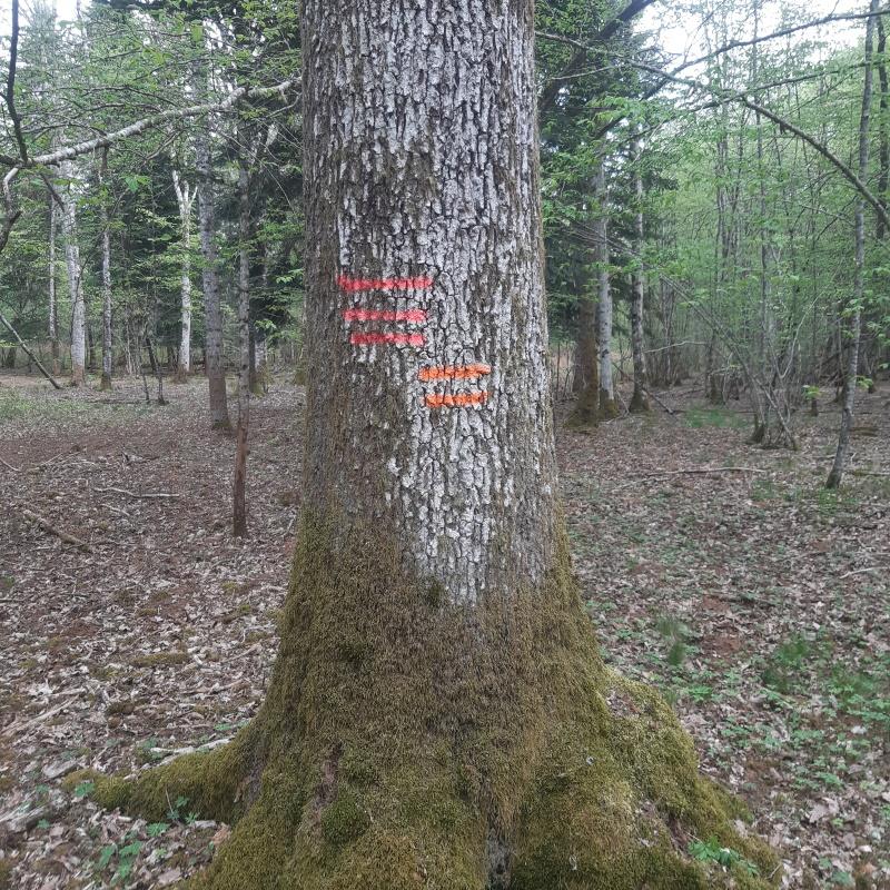 Limite de coupe de bois et limite de propriété