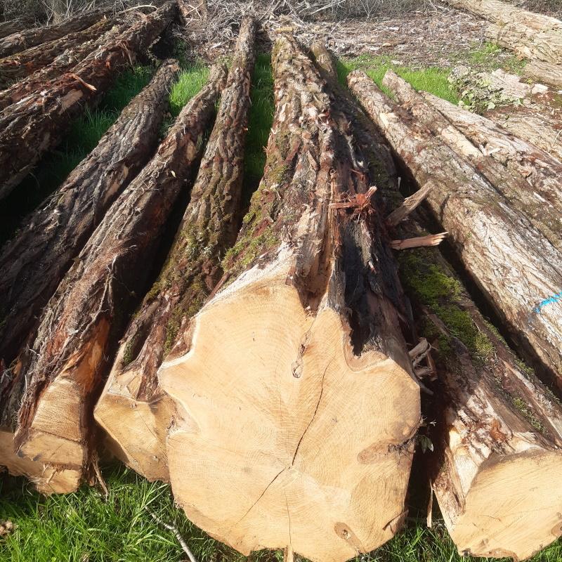 Bille d'acacia qualité plot menuiserie