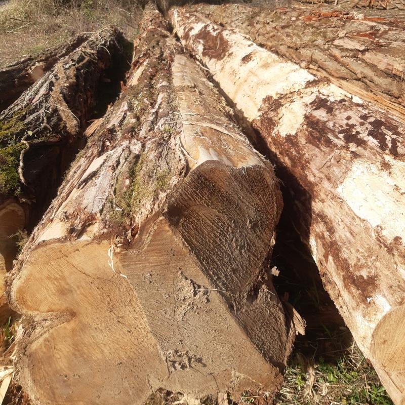 Bille exceptionnelle acacia robinier