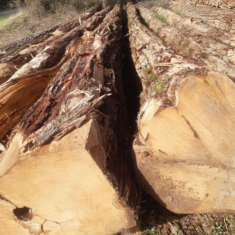 Billes d'acacia d'exception