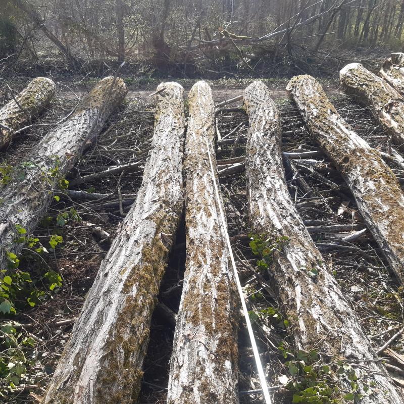 Cubage de grumes d'acacia - Prise de longueurs