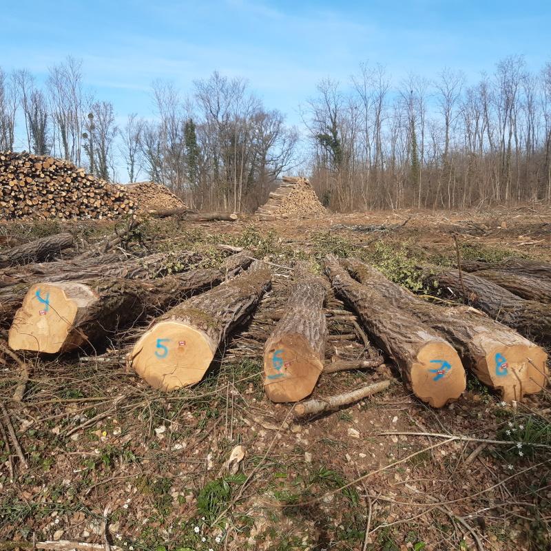 Disposition de grumes d'acacia triées et cubées bord de route pour la vente
