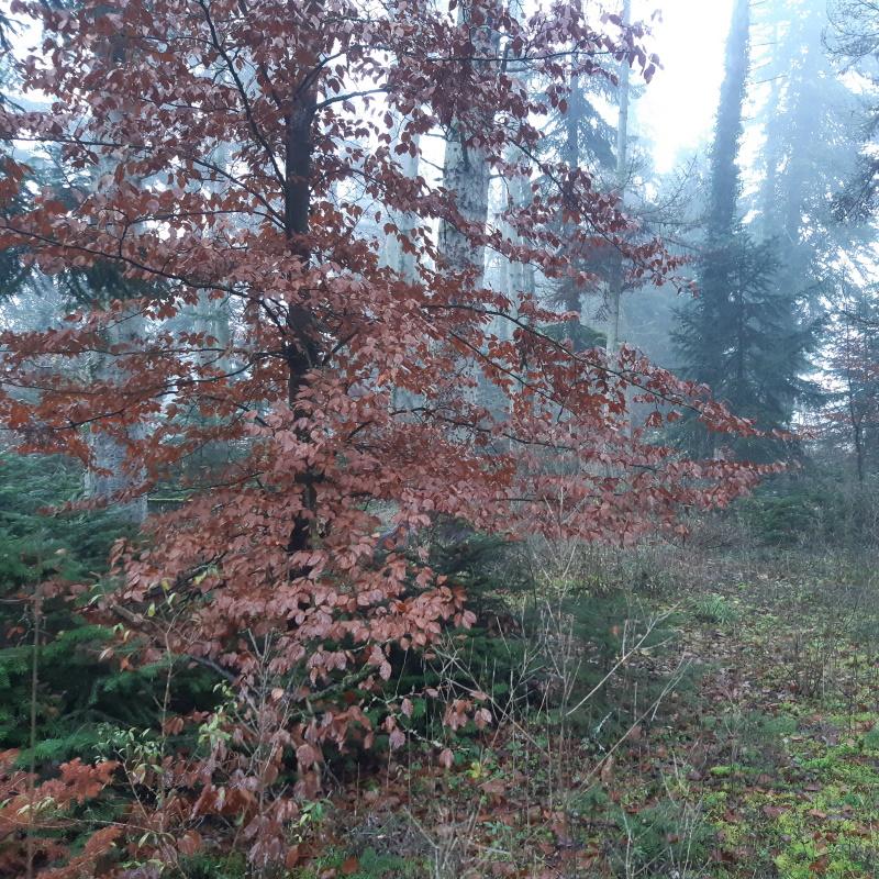 Futaie mixte mélange feuillus résineux