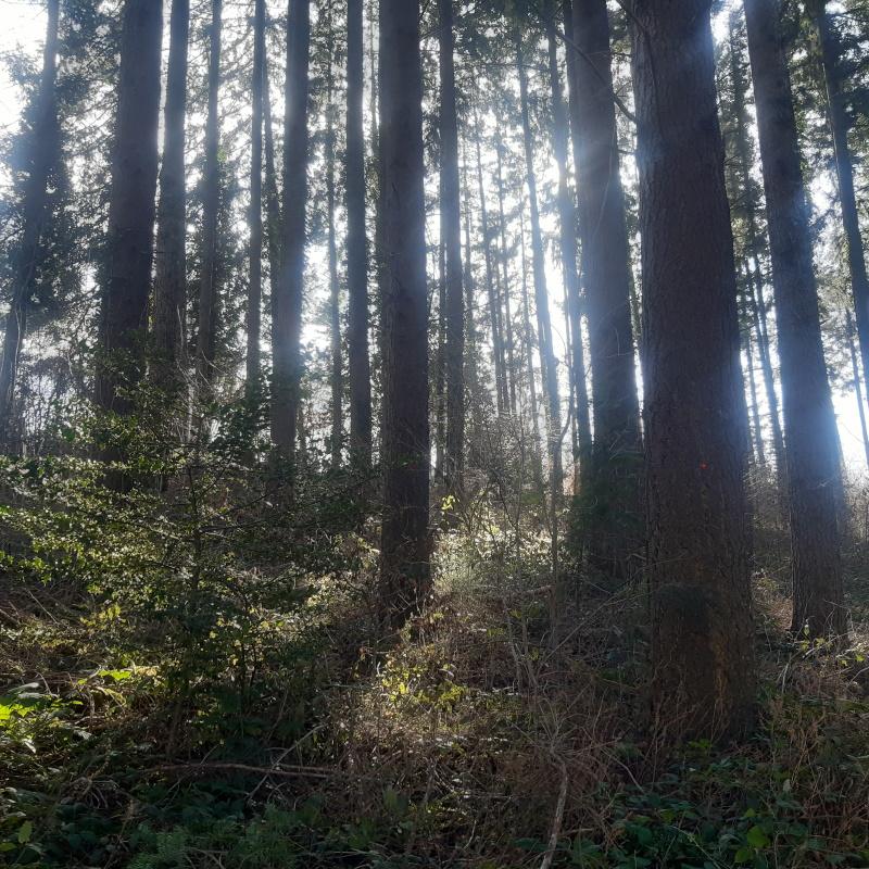 Futaie régulière de douglas - estimation