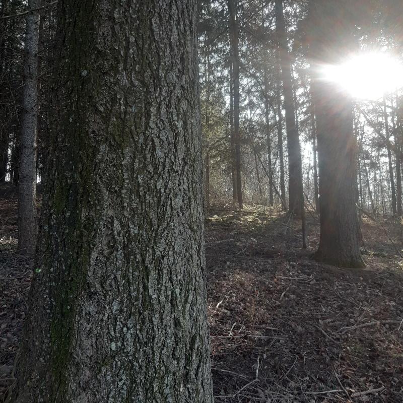 Futaie régulière de douglas