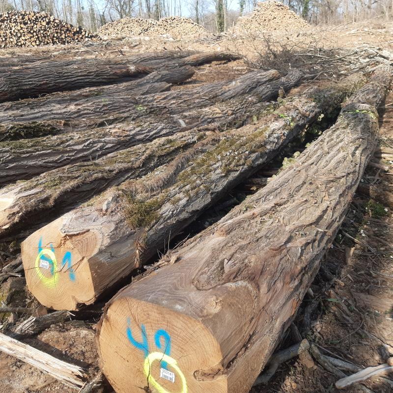 Grumes d'acacia qualité merrain