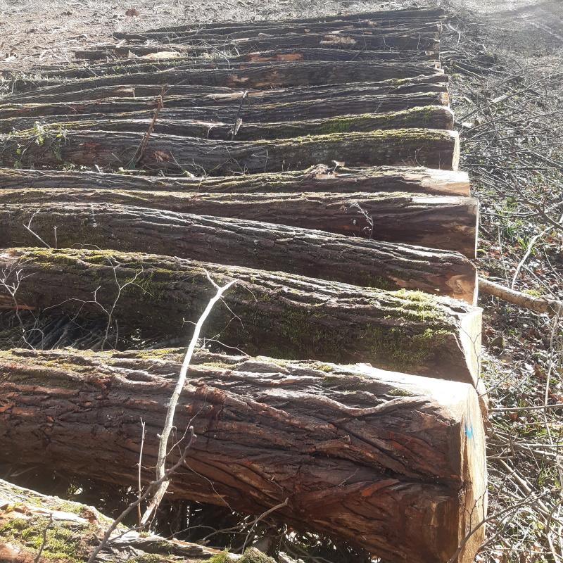Lot de grumes d'acacia disposées pour la vente