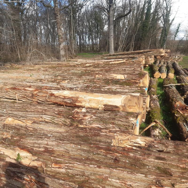 Lot exceptionnel de grumes d'acacia