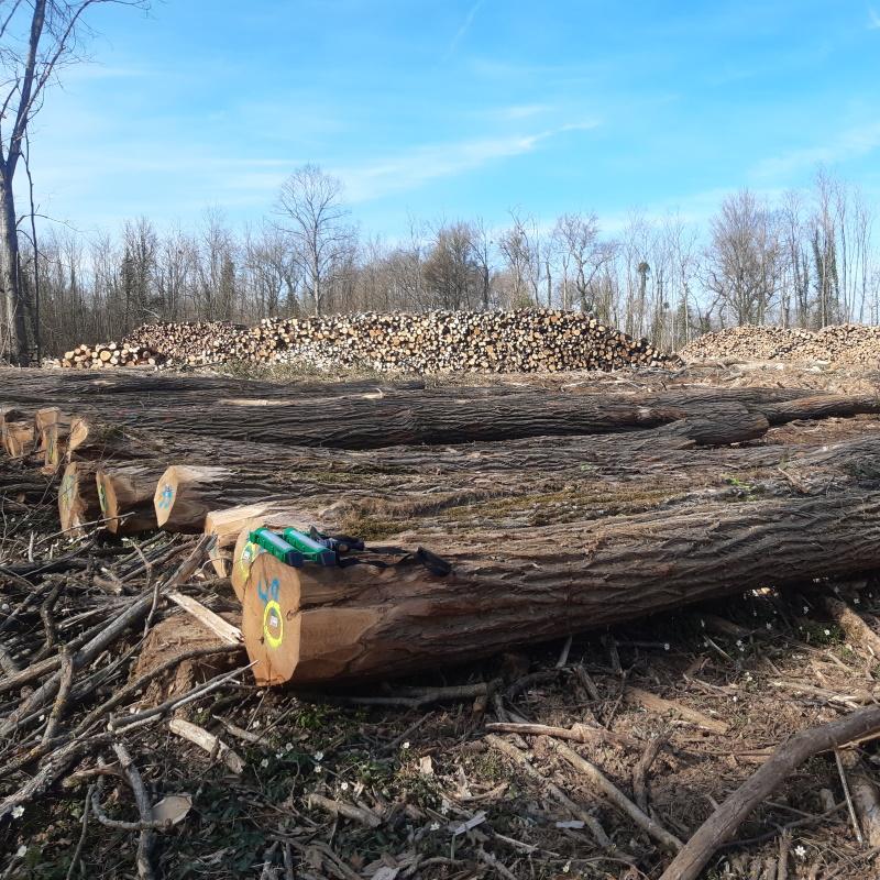 Réception et cubage de merrains d'acacias - Plaquettes de numérotation