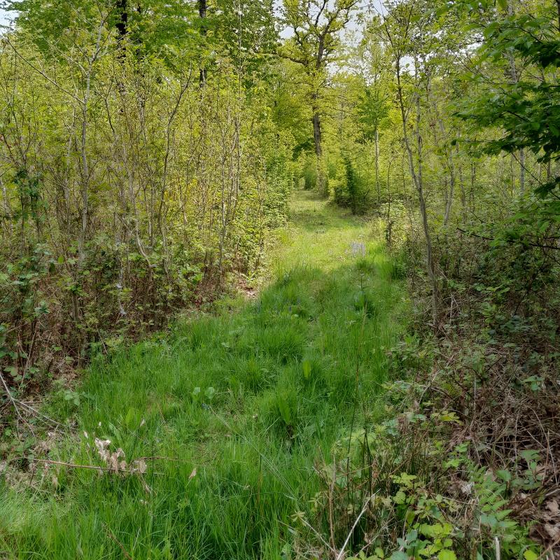 Un cloisonnement de la forêt des sept feuillots de Gérard Boursier