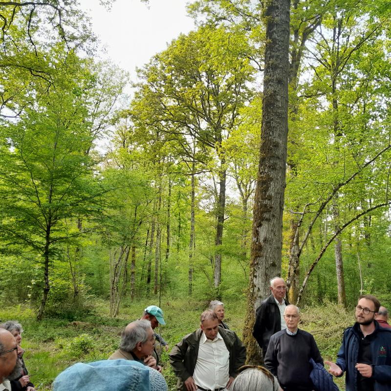 Une futaie irrégulière de la forêt des sept feuillots de Gérard Boursier