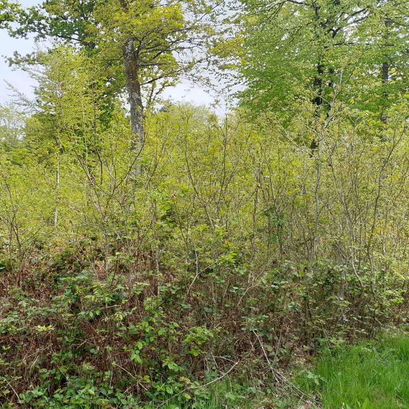 Une régénération naturelle de chênes de 10 à 15 ans de la forêt des sept feuillots