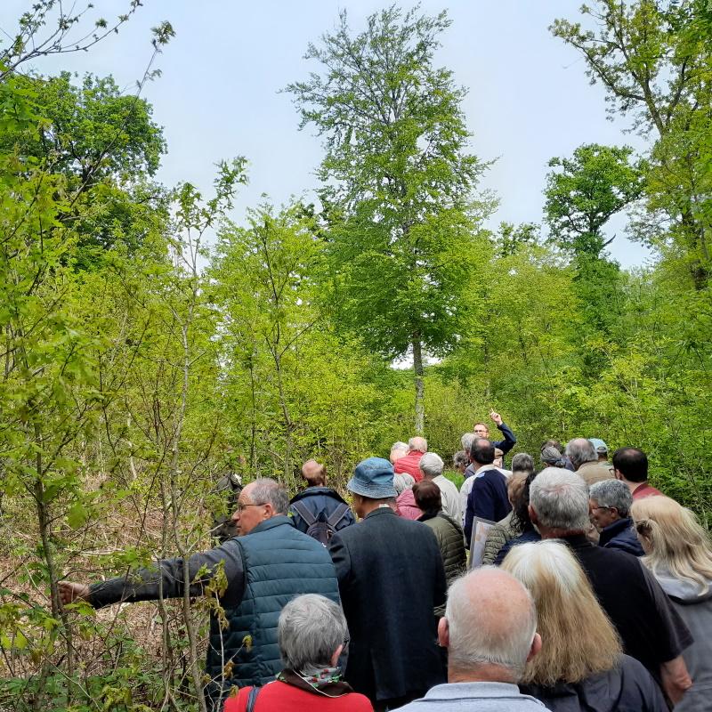 Visite des régénérations naturelles de chênes de Gérard Boursier