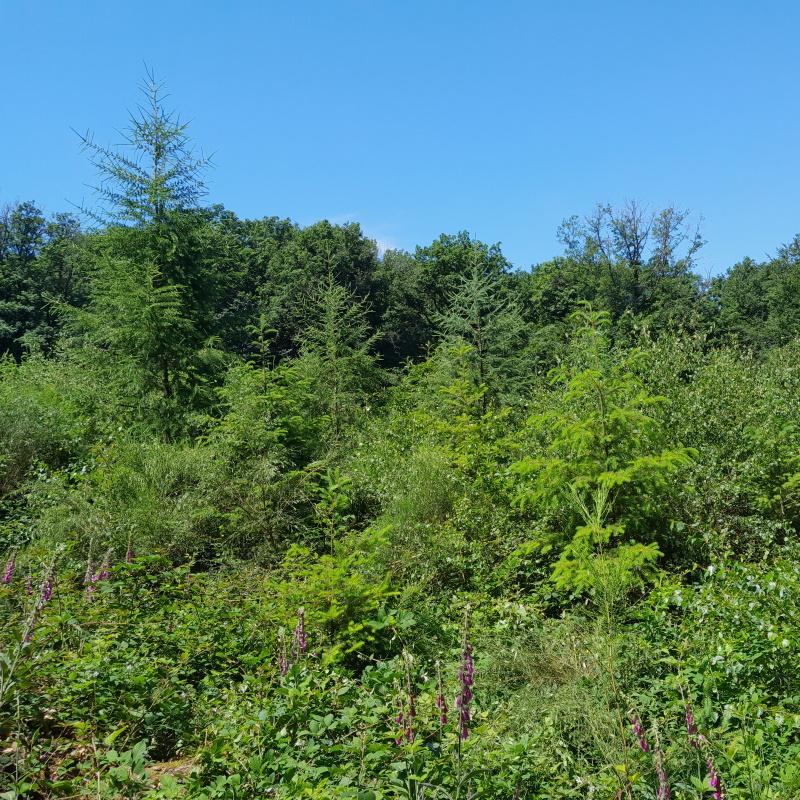 Plantation mélangée douglas mélèze