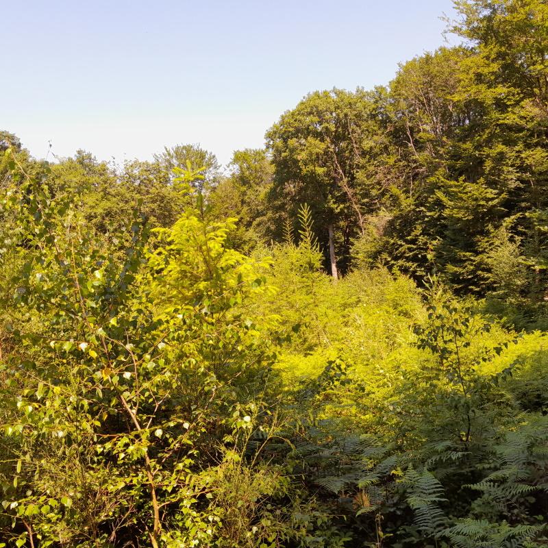 Des feuillus poussent naturellement dans la plantation douglas mélèze