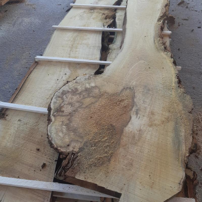 Plateau acacia avec loupe