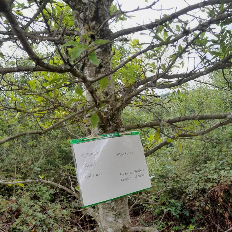 Un chêne noir issu de la collection de chênes