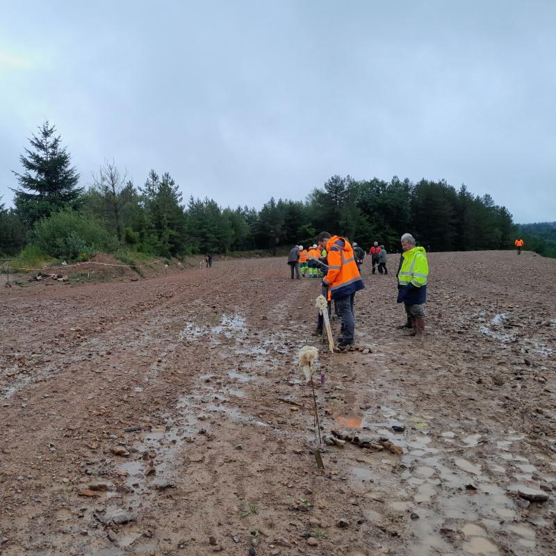 Semis participatif de robinier faux acacia par Eiffage