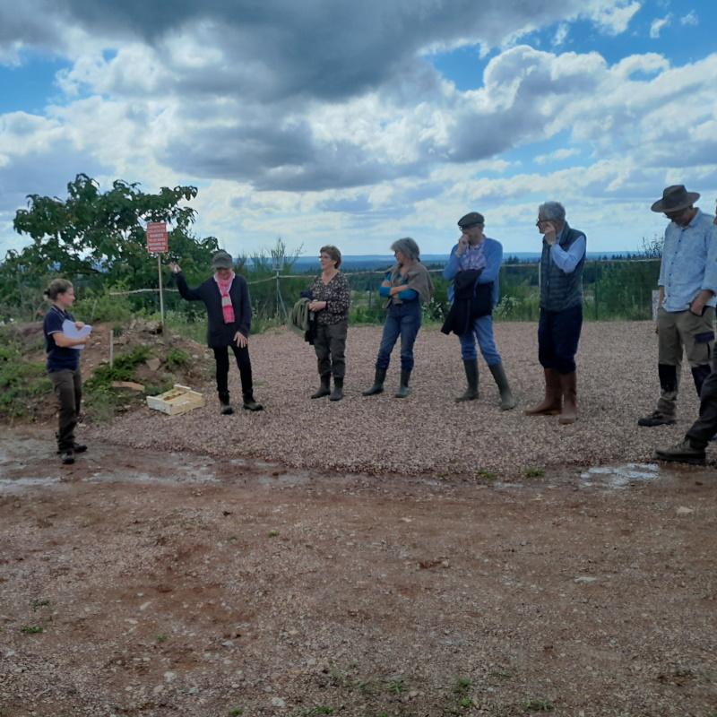 Présentation de la collection de chênes