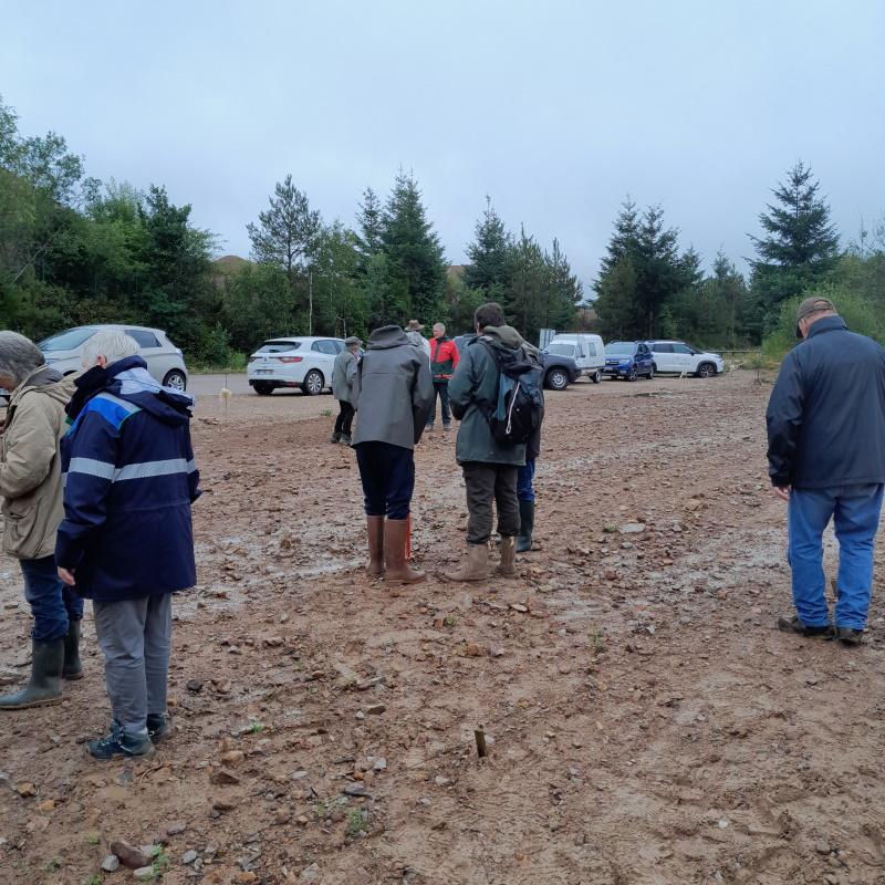 Semis participatif de robinier faux acacia