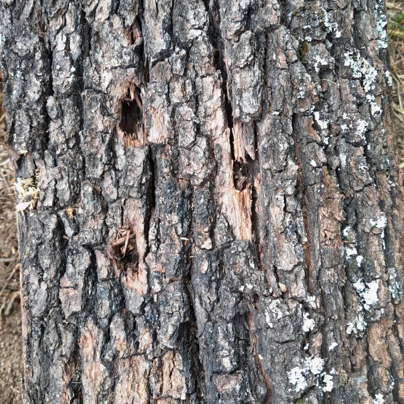 Chêne - Trous d'nsectes de bois sec