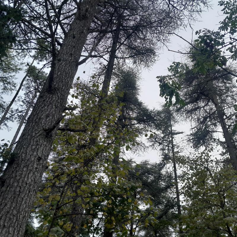 Futaier irrégulière de cèdres de l'Atlas à Dijon