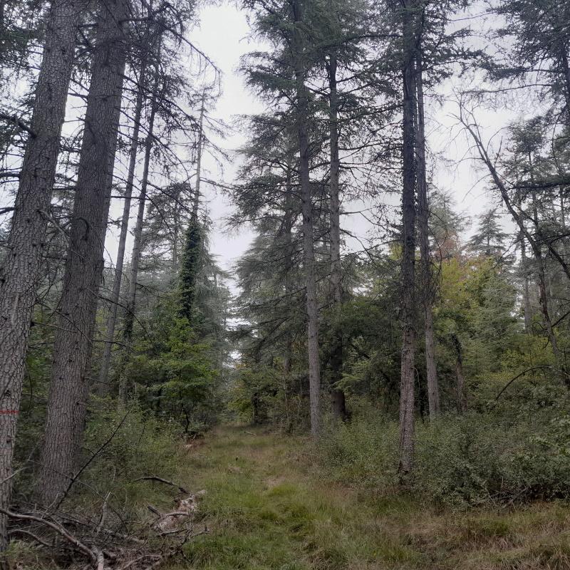 Cèdraie irrégulière La Trouhaude à Dijon