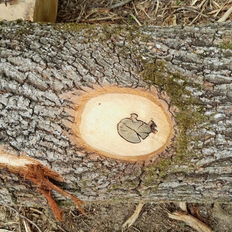 Chêne - Noeud pourri