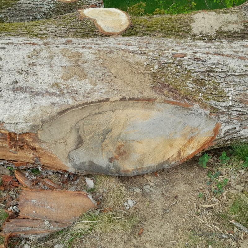 Chêne - Noeud d'une grosse charpentière