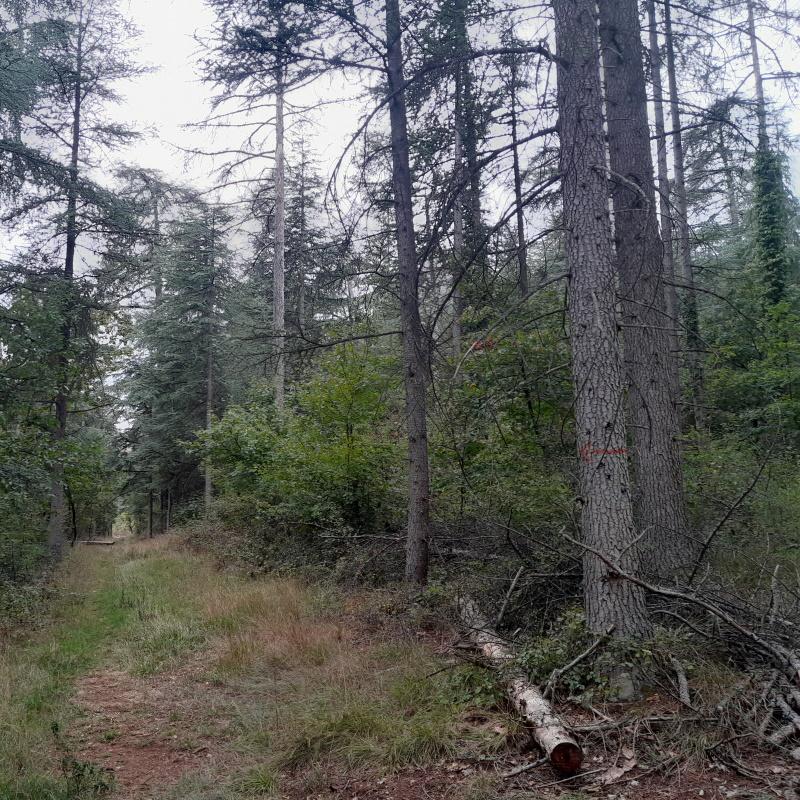 Cèdraie de 150 ans à Dijon