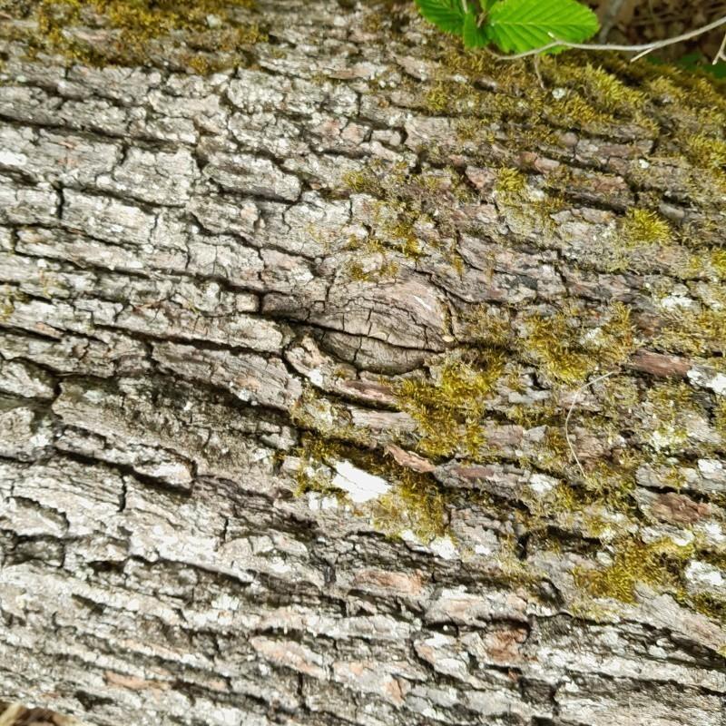 Chêne - Noeud recouvert