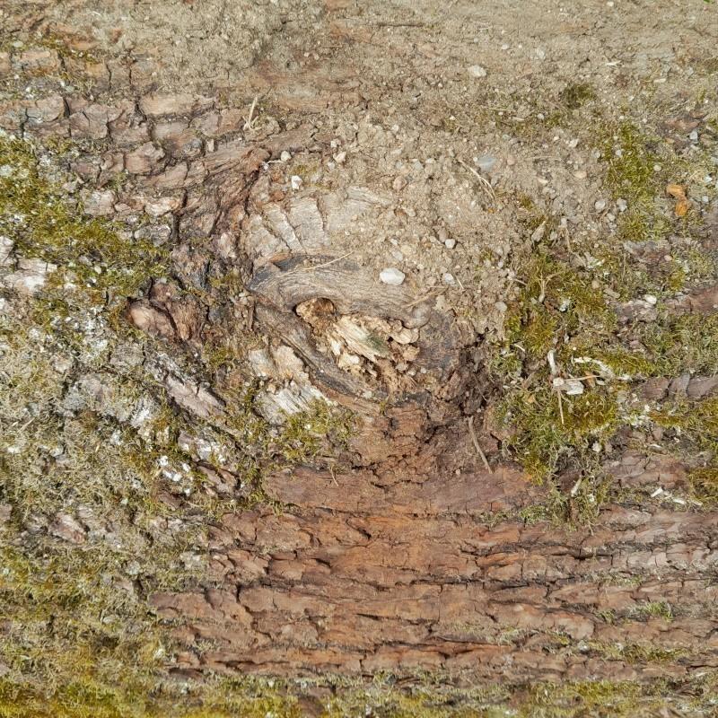 Chêne - Ancien noeud pourri